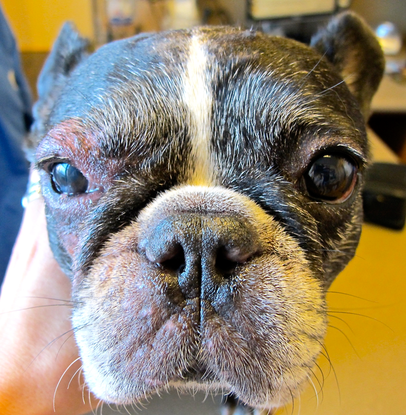 Why the Basics Still Apply to Canine Skin Allergies Veterinary Practice News