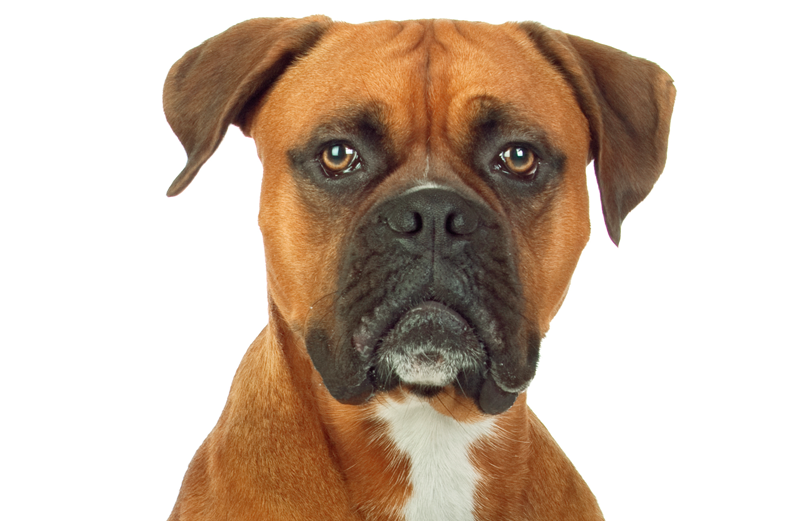 Boxer