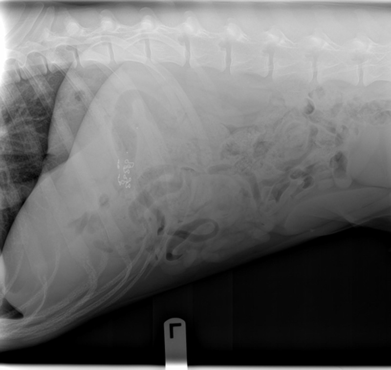 Dog who ate a bra