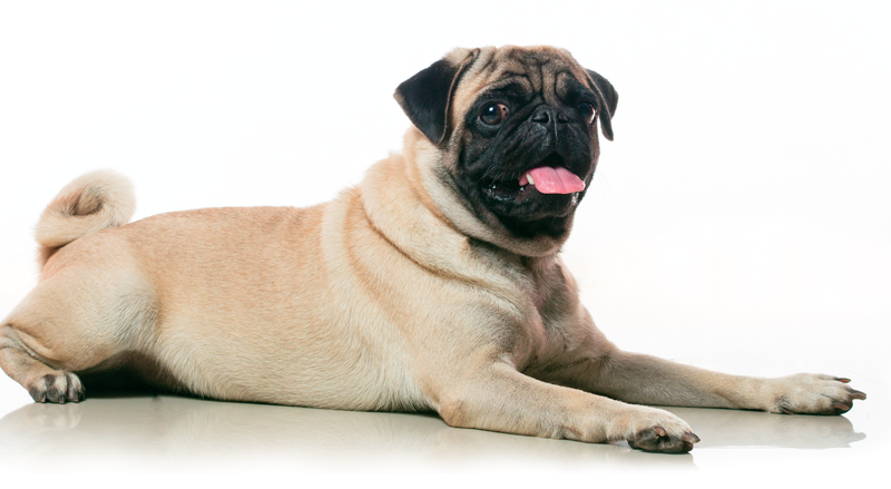 Pug