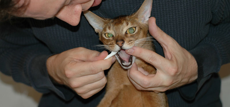 number of roots in cat teeth