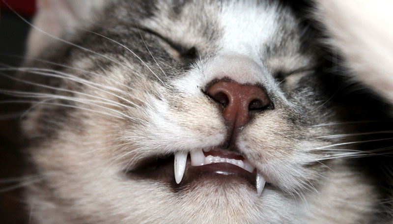 cat black teeth gums