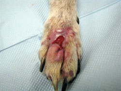 CS Paw After
