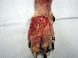 CS Paw After