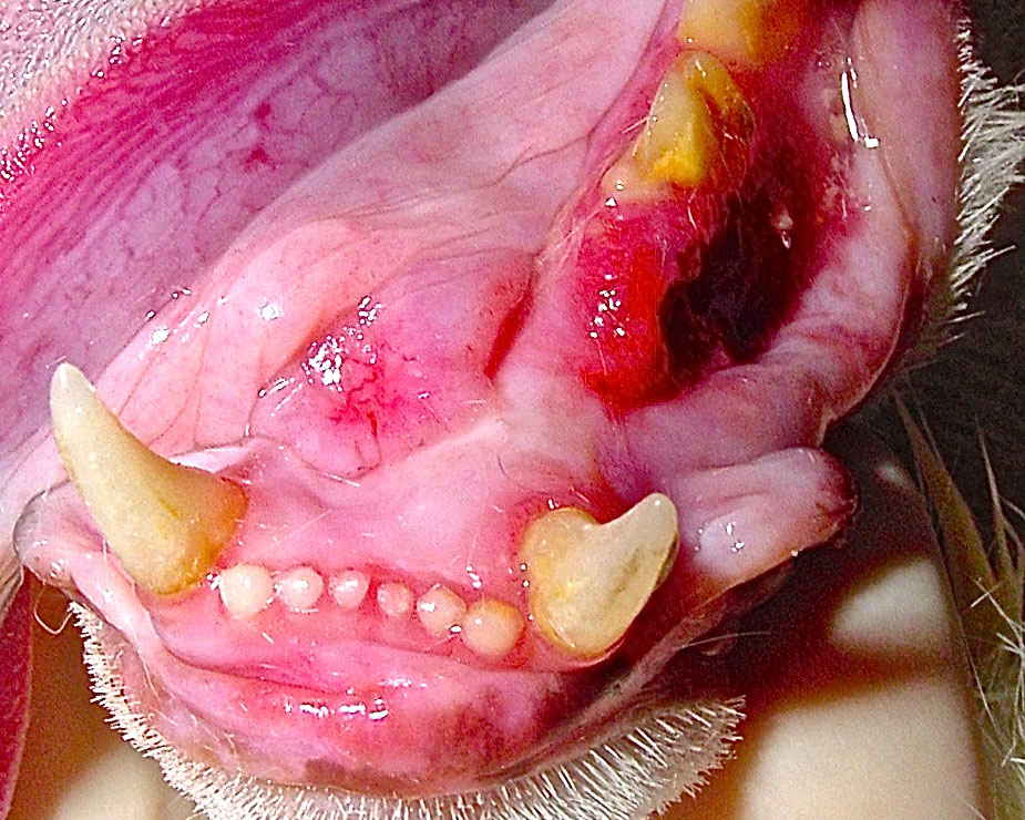 Feline sales tongue cancer