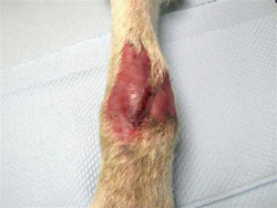 CS Wound