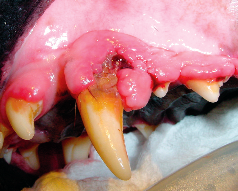 Canine gingivitis treatment online
