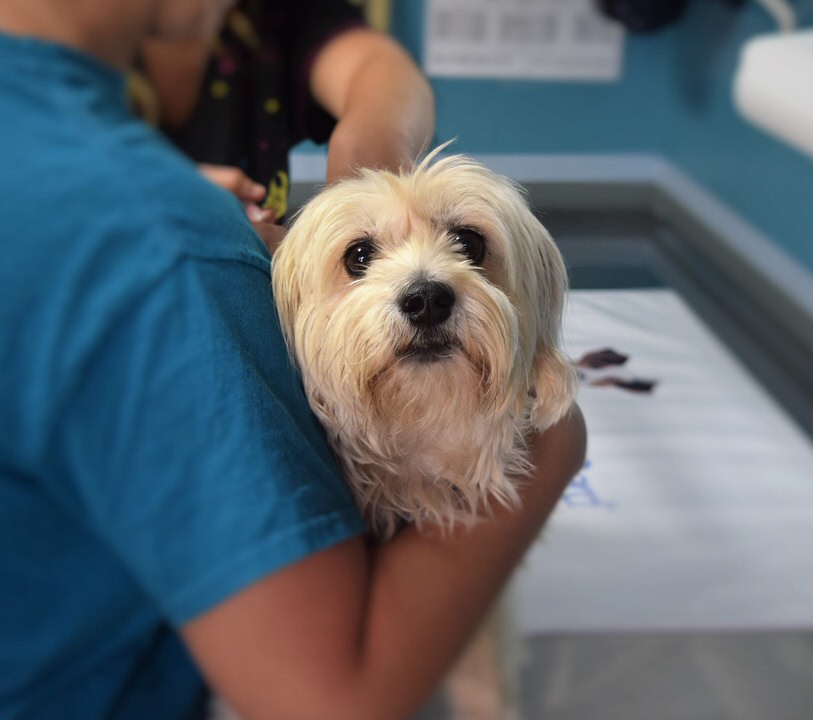 veterinarian with dog patient