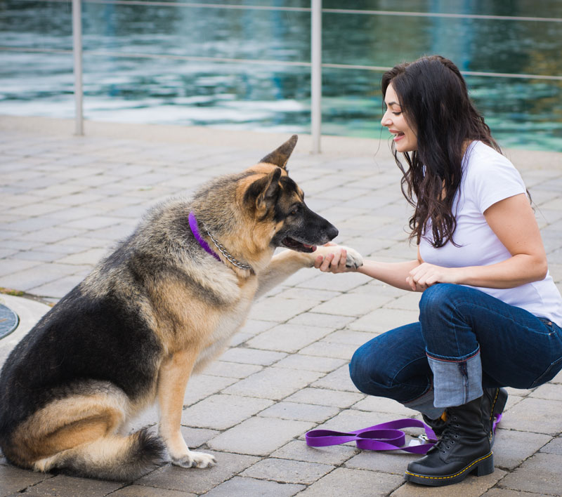 Make behavioral training a rewarding experience.