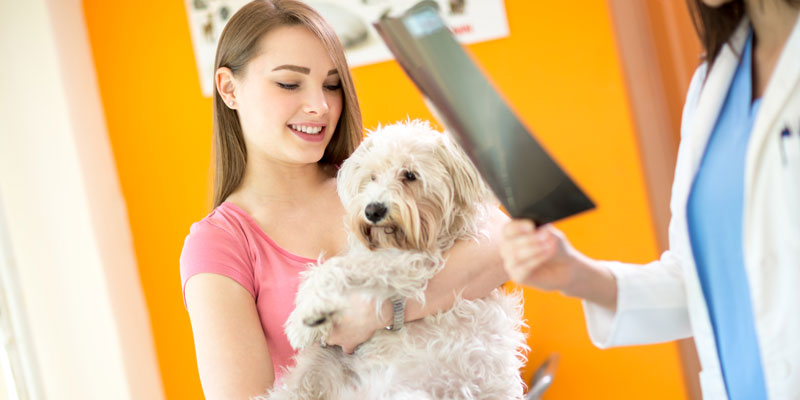 The only way to handle a stressed dog is by positive reinforcement.