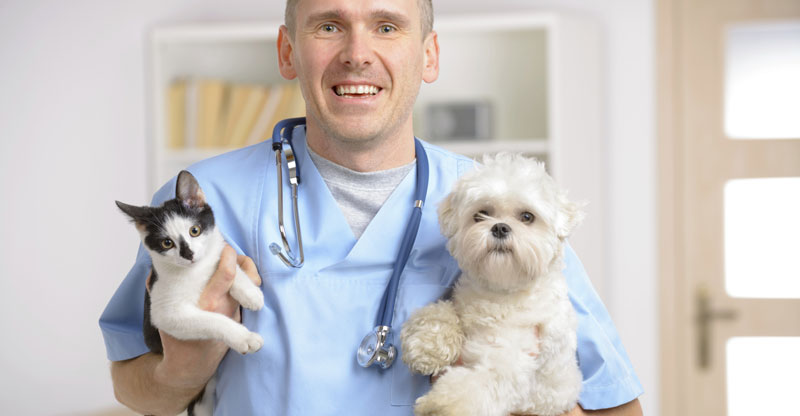 A happy, well-behaved dog leads to a happy, well-done vet visit.