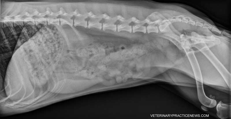 dog x ray stomach