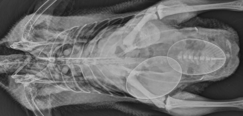 eggs x-ray