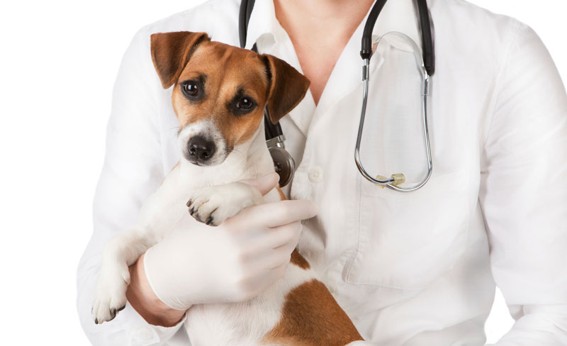 emergency veterinarian clinics near me