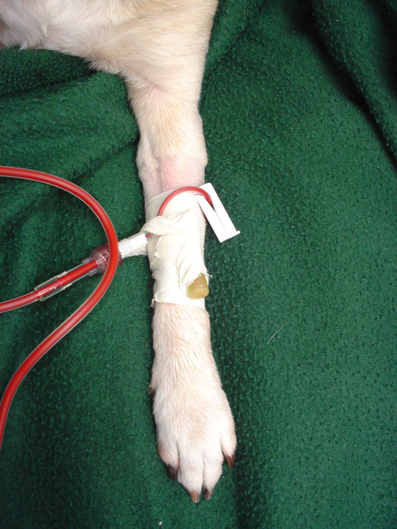 Check your pride at the door when drawing blood or placing IV catheters.