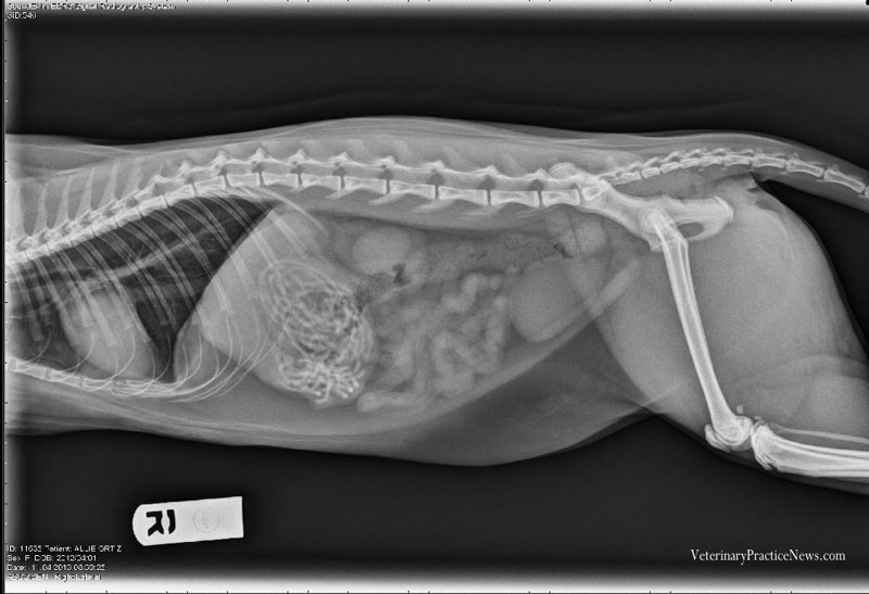 The X-ray showing a cat who had eaten elastic bands