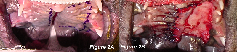 A.) Cleft of the secondary palate in a dog, beginning behind the incisive papilla. The dotted lines indicate the lines of cutting to create an overlapping flap. B.) The overlapping flap is rotated on its hinged attachment, taking with it the major palatine and accessory palatine arteries. The overlapping flap is tucked into a deep envelope incision on the opposite side of the defect to allow for sutures to be far from the bony defect. The exposed bone of the donor site will granulate and eventually fill with fibrous tissue. 