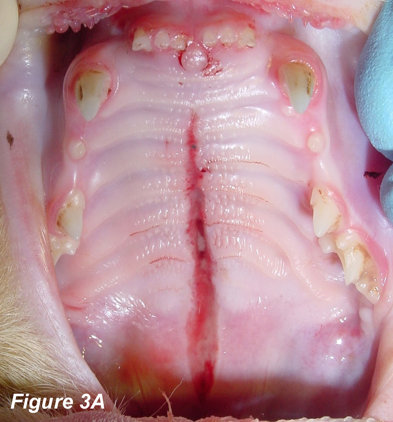 A.) Traumatic full-thickness midline defect of the hard and soft palate in a cat with high-rise syndrome. 