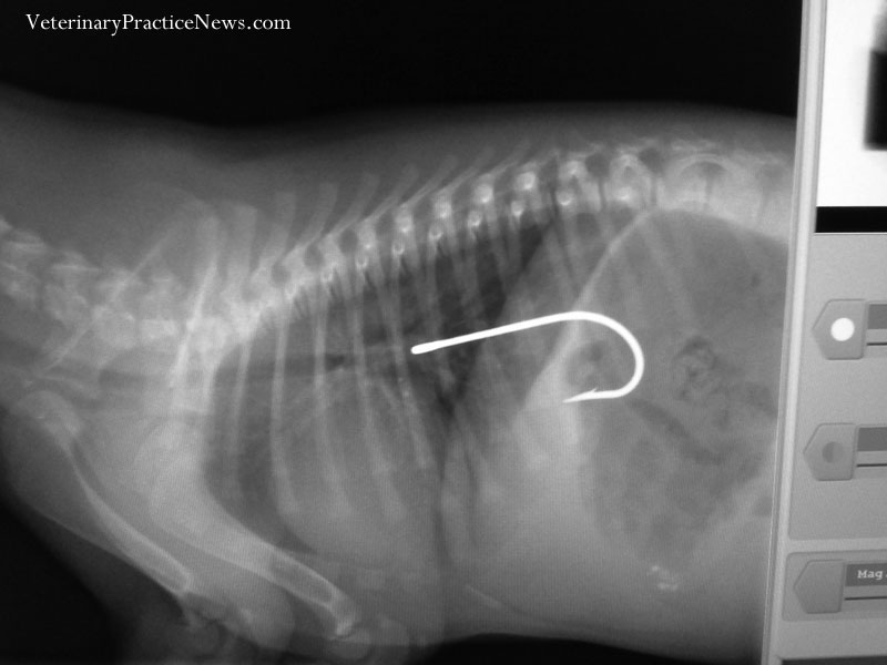 dog x ray stomach