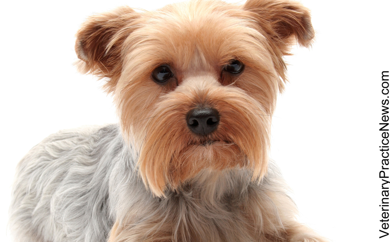 Advocacy group challenges EPA over flea collar chemicals