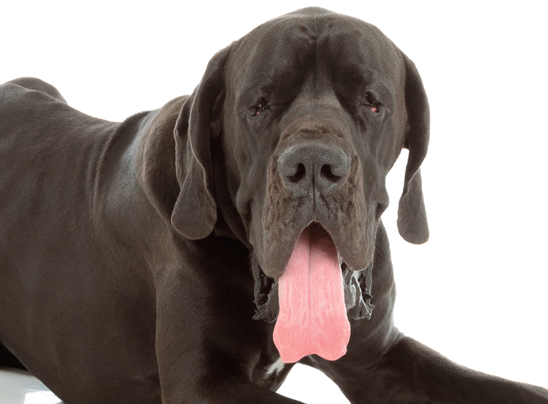Giant Breeds