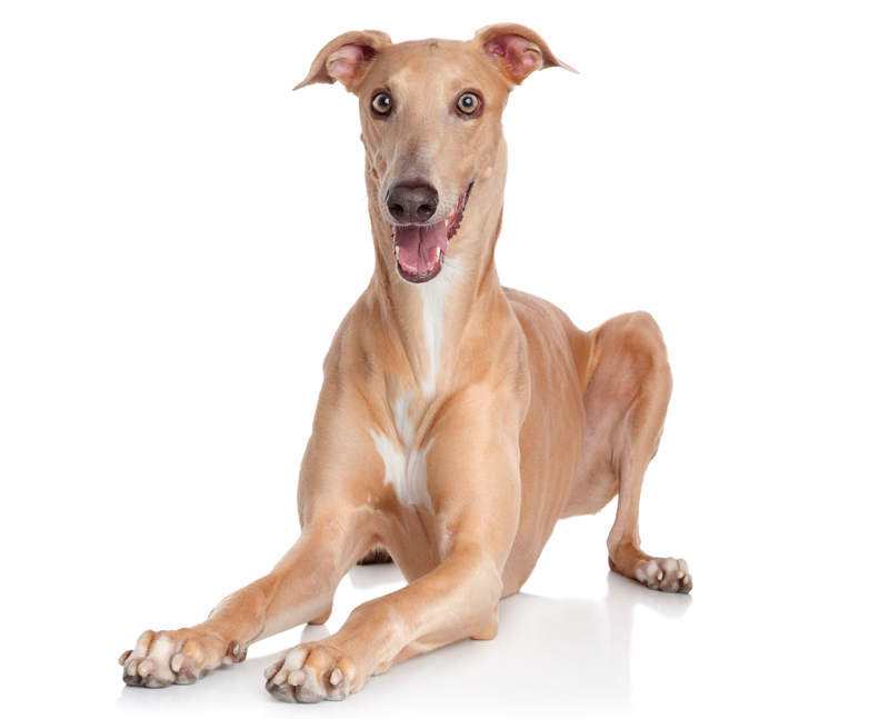 greyhound