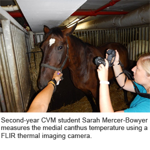 Second-year veterinary student Sarah Mercer-Bowyer measures the medial canthus temperature using a FLIR thermal imaging camera.