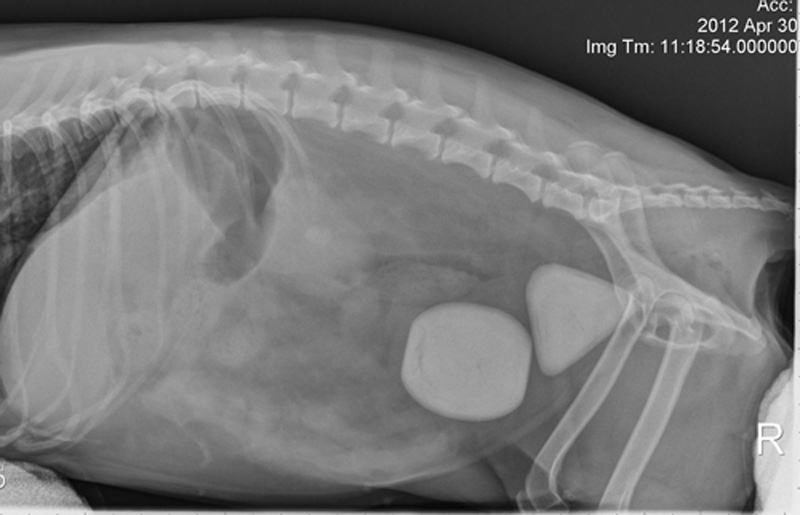 Dog who ate stones