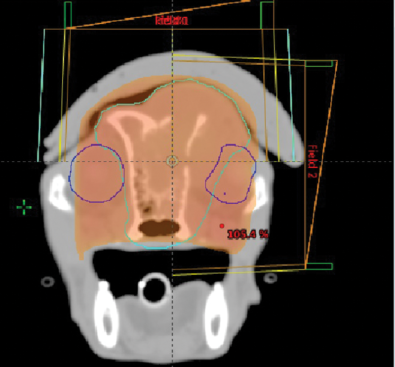 Feline nasal lymphoma radiation online