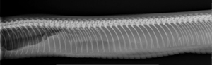 snake vertebrae