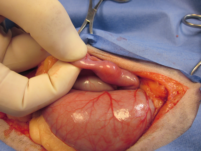 Foreign body in cat's duodenum.