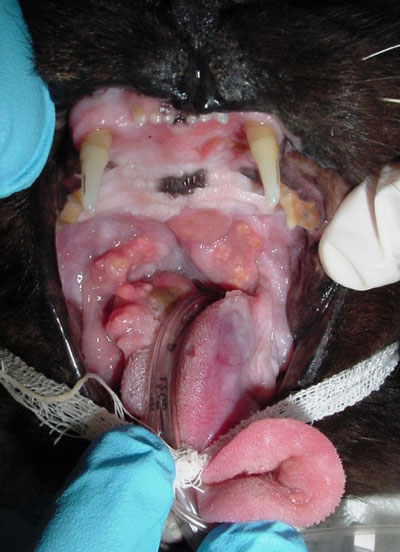Palate and tongue eosinophilic granulomas in the same cat. The punctate areas of yellow are a classic clinical appearance of eosinophilic granulomas.