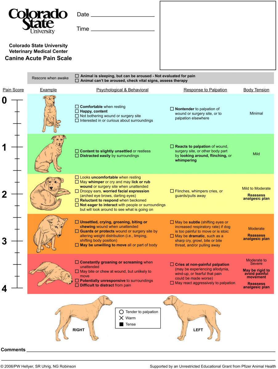 Pet Scale