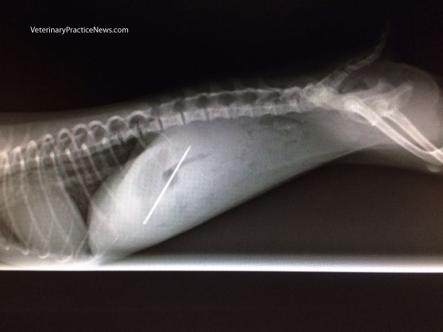 X-rays, skewers, dogs and cats