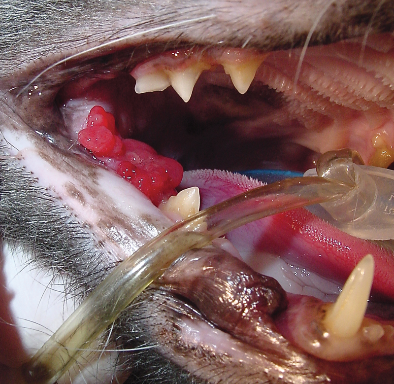 Figure 1. Pyogenic granuloma in the area of the missing mandibular first molar tooth of a cat