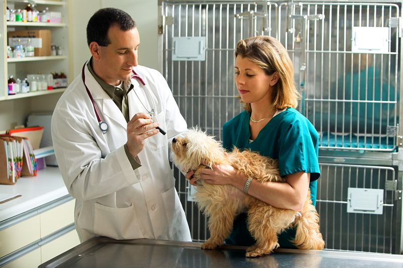 As a veterinary technician, you’ll assist veterinarians in their examinations.