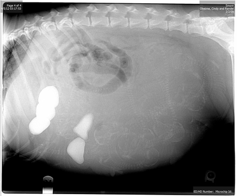 Pregnant dog who ate rocks
