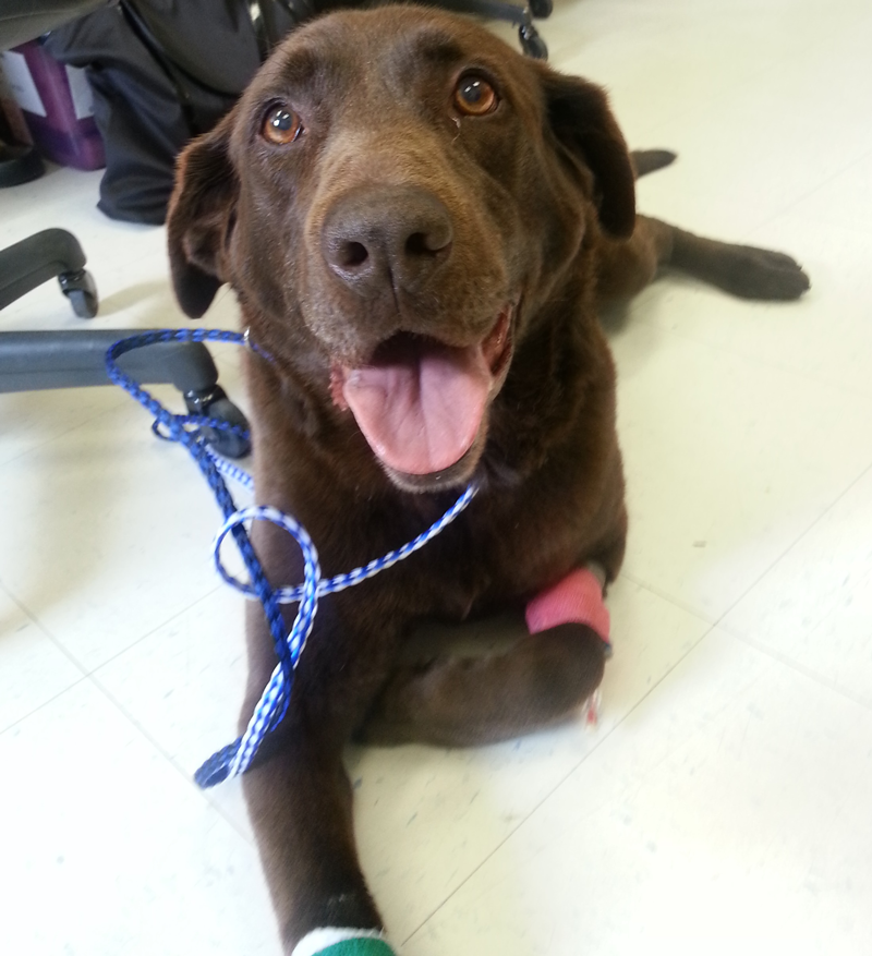 Browning, a 10-year-old chocolate Labrador, was administered tumor paint intravenously prior to surgery. Using an infrared camera, the surgery team was able to remove the cancerous cells that glowed bright green.