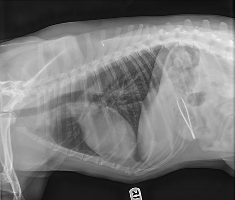Dog whow ate tweezers
