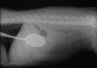 Spoon xray