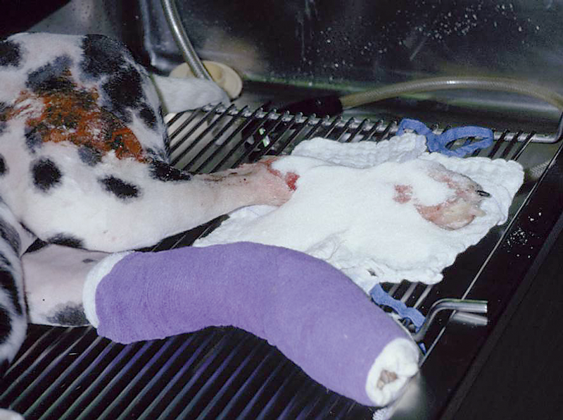 sugar is poured onto a lap sponge that will be wrapped around a wound on the distal limb.