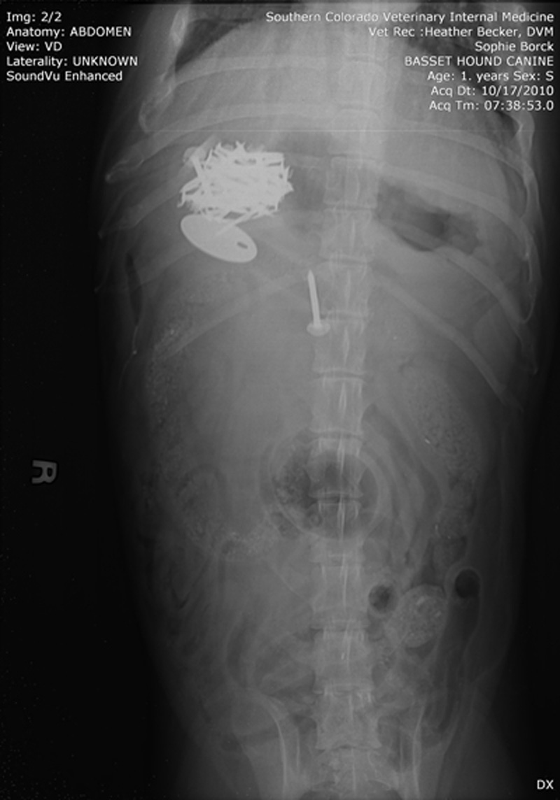 Dog who ate tag and nails