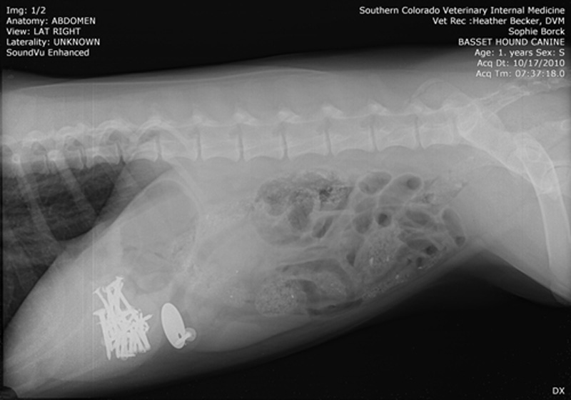 Dog who ate tag and nails