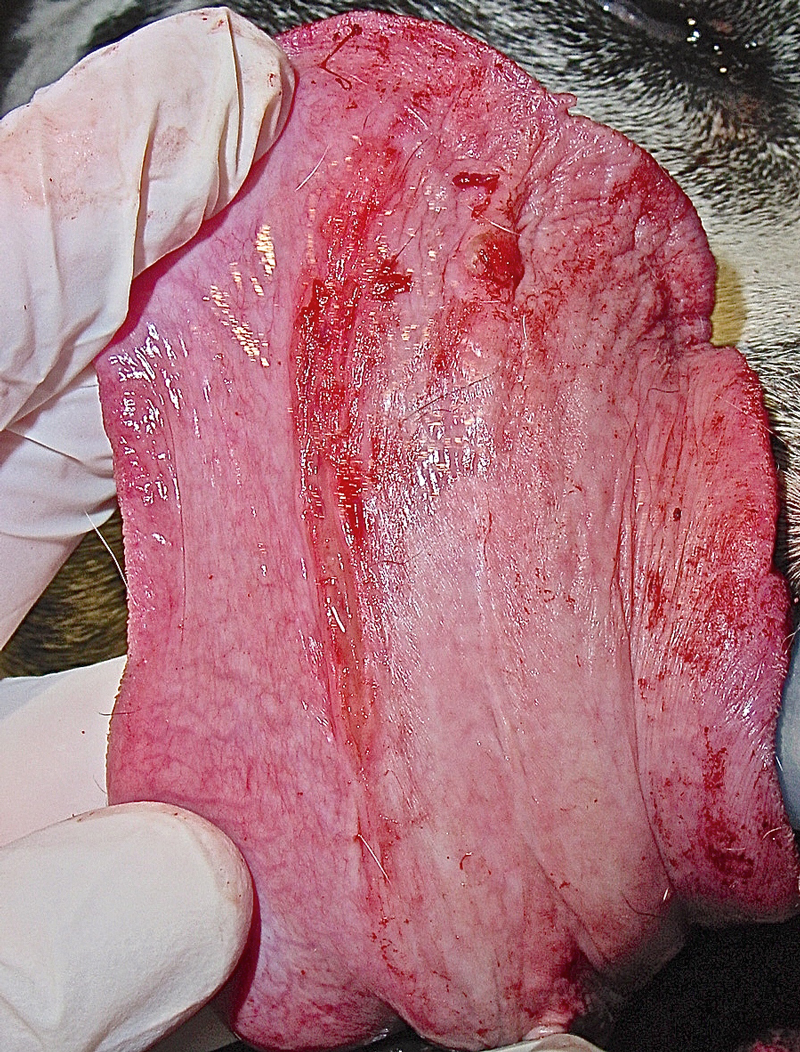 Laceration on ventral suface of a dog's tongue