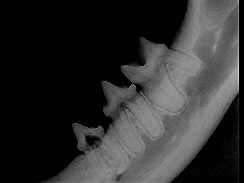 number of roots in cat teeth