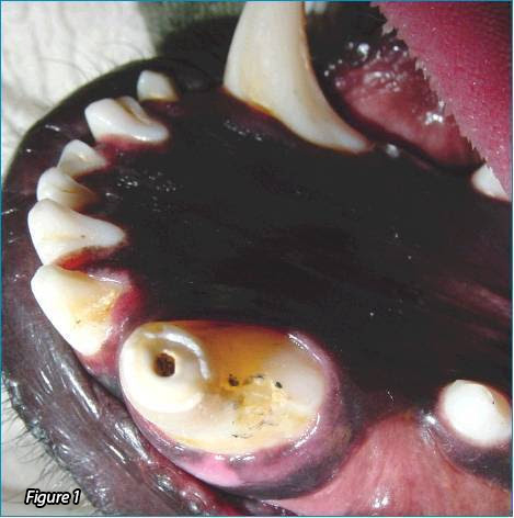 Fractured tooth 304 in German Shepherd