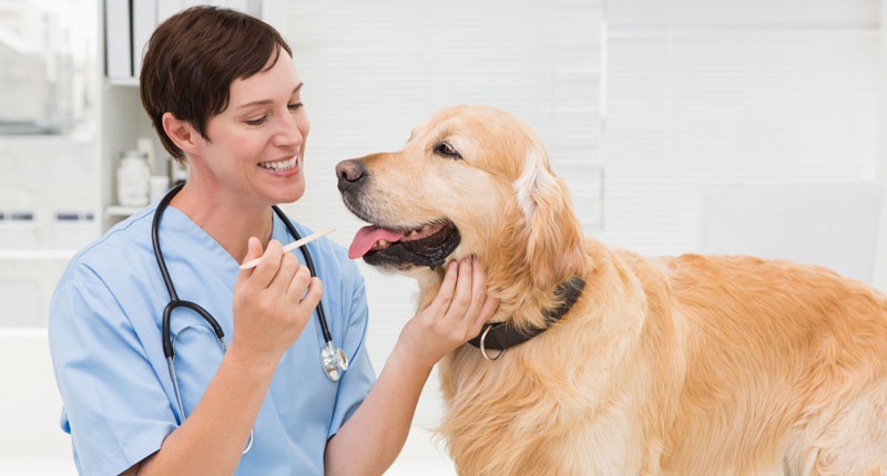 If you adopt or buy a pet, bring whatever medical records you can to your first veterinary visit.