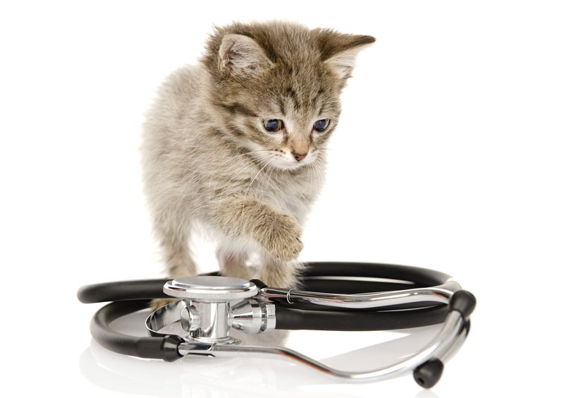 A kitten’s first set of vaccinations are between six to eight weeks of age.