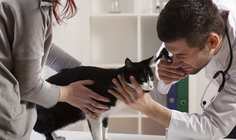 In an adult cat’s first veterinary exam, your veterinarian will examine your cat’s overall health before making any diet changes or exercise recommendations, if needed.