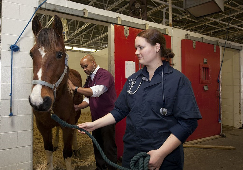 You may work with a variety of animals as a veterinary assistant.